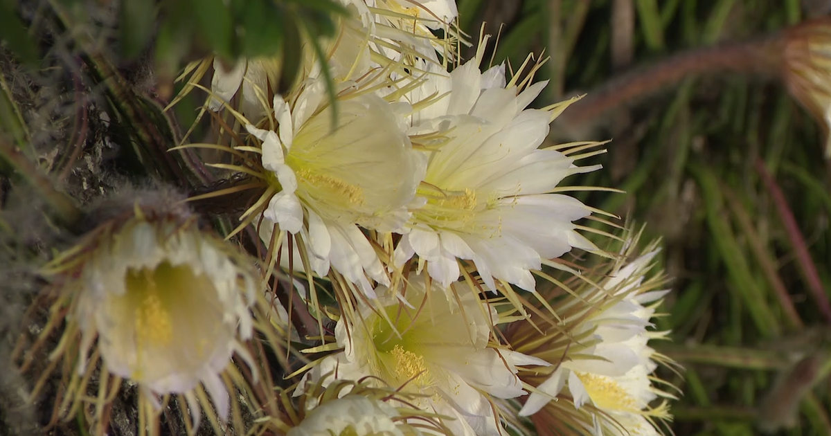 Hundreds gather for rare Queen of the Night cactus bloom in downtown Sarasota