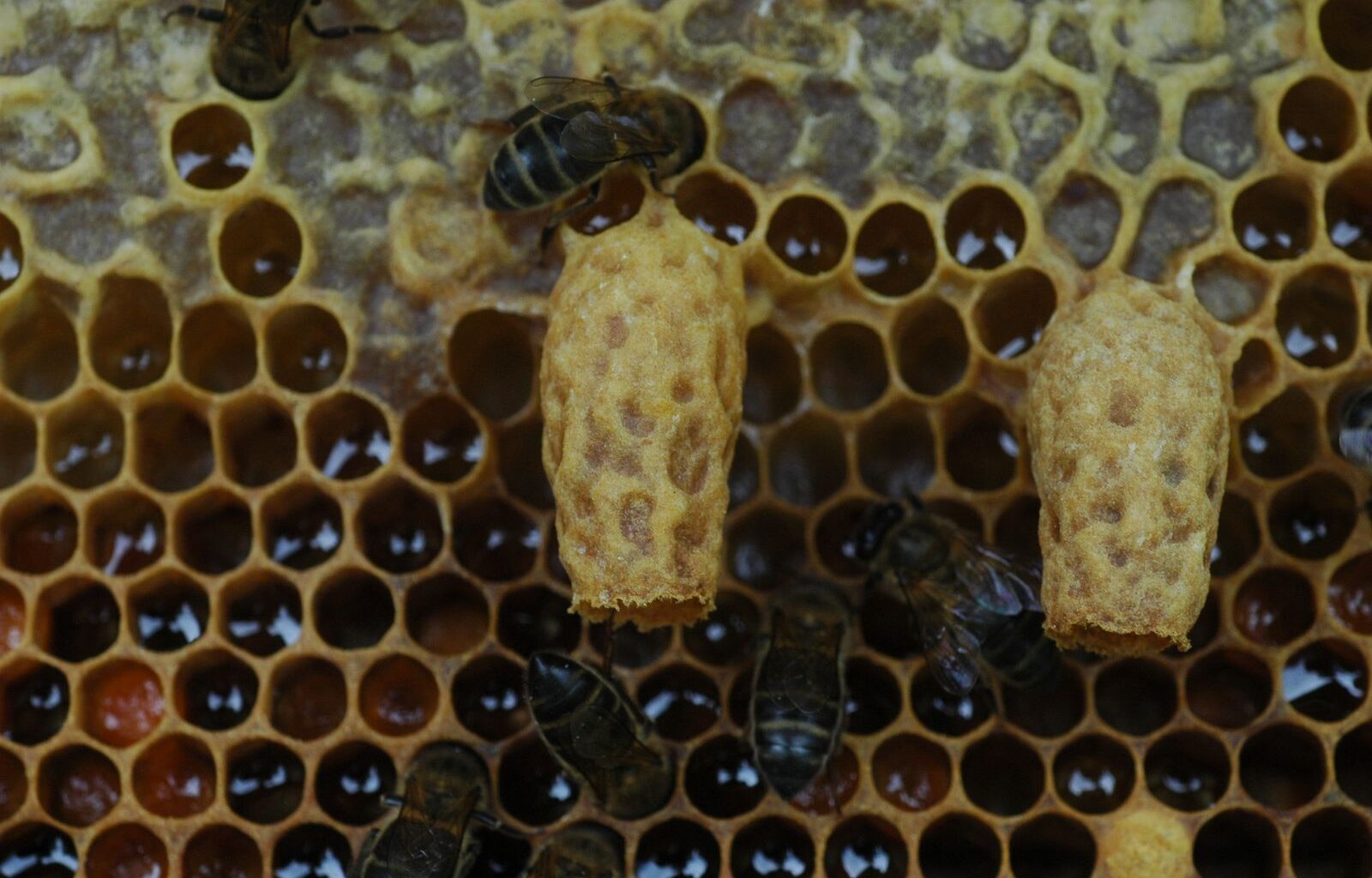 What Determines Royalty Among Honeybees? Not Just a Distinct Diet—Queens Also Need Specially Built Regal Chambers, a Study Suggests