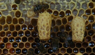 What Determines Royalty Among Honeybees? Not Just a Distinct Diet—Queens Also Need Specially Built Regal Chambers, a Study Suggests