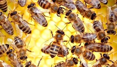 Honeybee queens need a royal palace not just a royal diet, scientists find