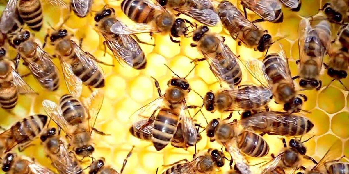 Honeybee queens need a royal palace not just a royal diet, scientists find