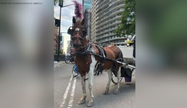 Carriage horse's death in Central Park renews calls to ban the trade in NYC