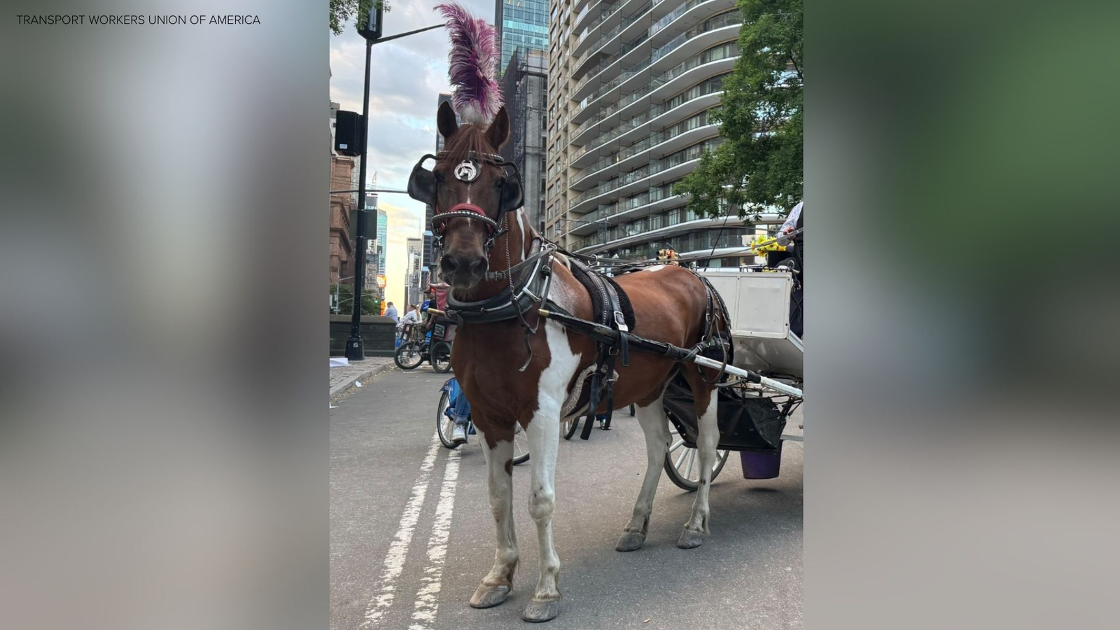 Carriage horse's death in Central Park renews calls to ban the trade in NYC