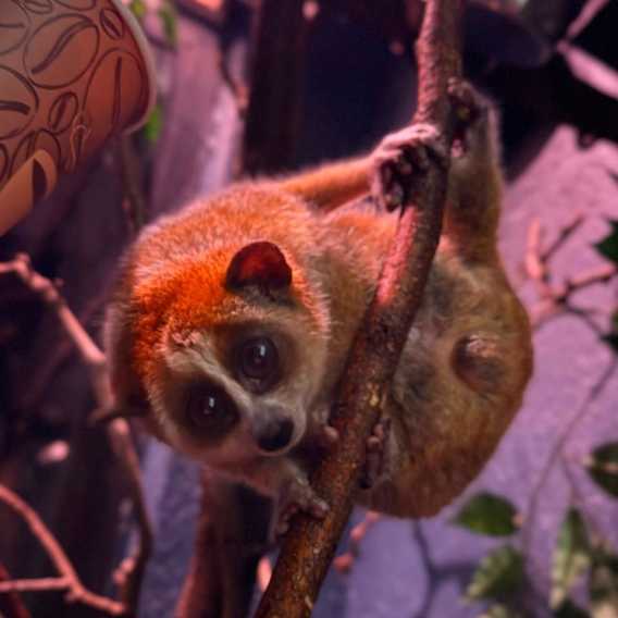 The Bronx Zoo's Baby Slow Loris Is Growing Up—Adorable New Video 