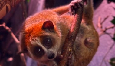 Bronx Zoo’s Endangered Pygmy Slow Loris Is Now 6 Months Old – New York Family