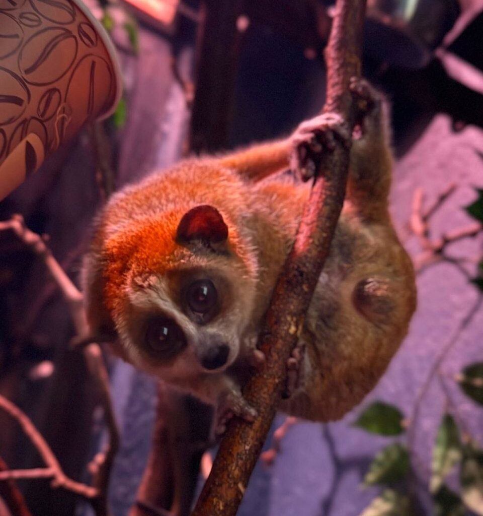 Bronx Zoo’s Endangered Pygmy Slow Loris Is Now 6 Months Old – New York Family
