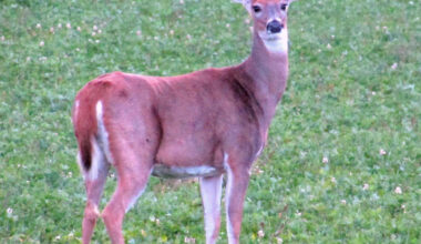 What changes to New York state deer regulations mean for hunters