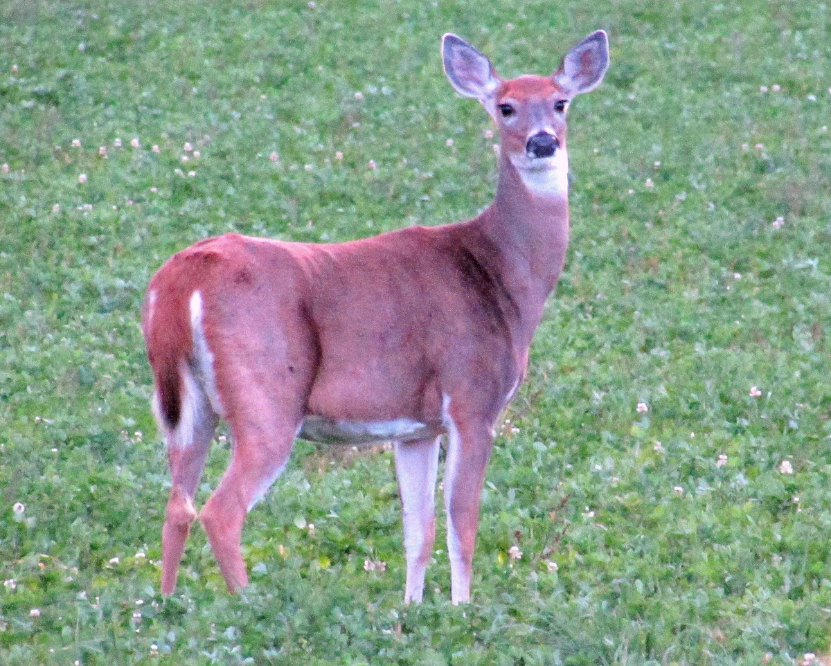 What changes to New York state deer regulations mean for hunters