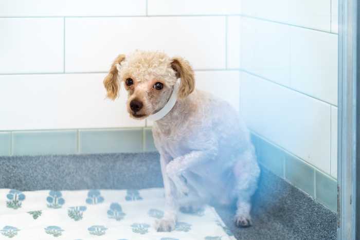 animals rescued