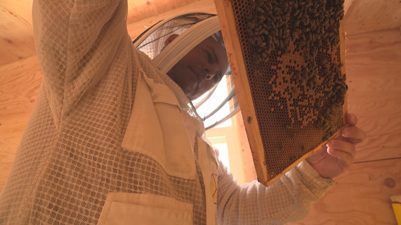 A man holds up bees.