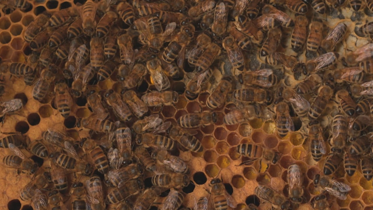 Bees.