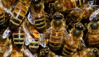 Beekeepers working to revolutionize Canadian honey industry with locally-sourced queens
