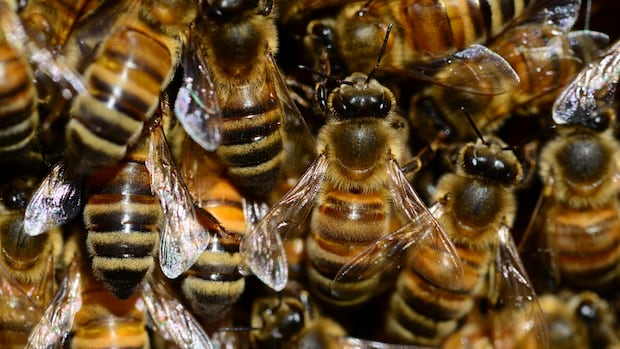 Beekeepers working to revolutionize Canadian honey industry with locally-sourced queens