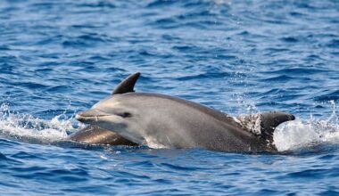 Dolphins spotted off Coney Island near New York City