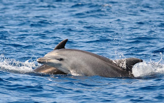 Dolphins spotted off Coney Island near New York City