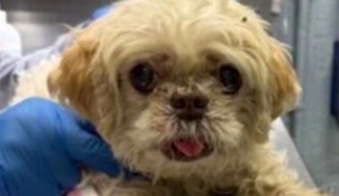Lost Florida dog travels 1,000 miles home from New York