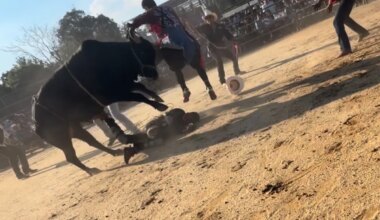 Bronx rodeo where rider was hurled from bull and trampled on didn't have permit: report