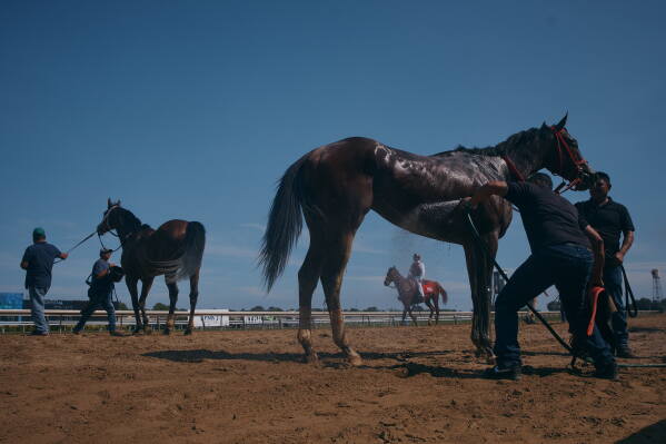 Horses are washed after a race on closing day at Aqueduct Racetrack in the Queens borough of New York, Sunday, June 28, 2026. (AP Photo/Andres Kudacki)