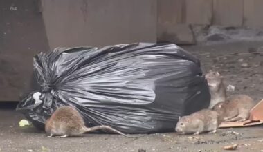 Mutating mice becoming growing problem in New York City, Rutgers researchers say