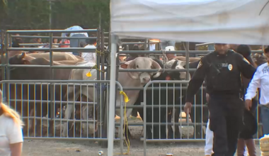 Bronx rodeo where rider was injured by bull had no permit: Health Department