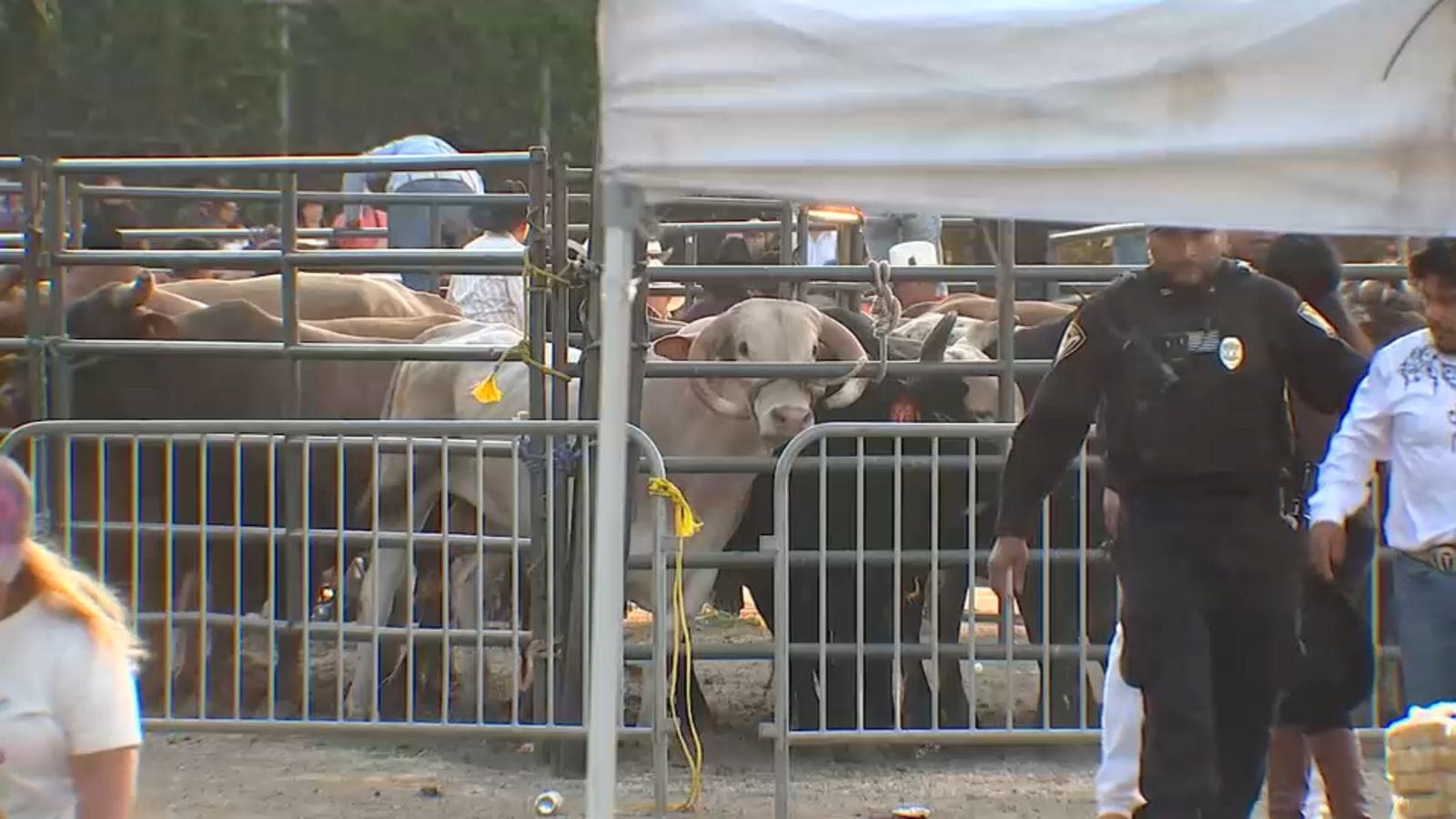 Bronx rodeo where rider was injured by bull had no permit: Health Department
