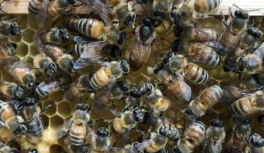 Worker bees build a ‘royal palace’ for the honeybee queen