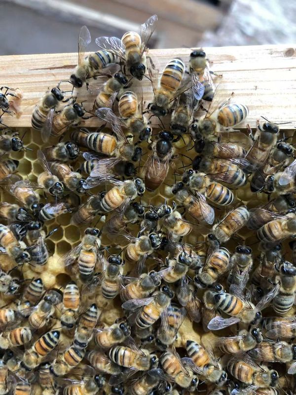 Worker bees build a ‘royal palace’ for the honeybee queen