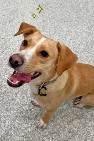 Pete the dogCredit: @poochplayandstay/Instagram