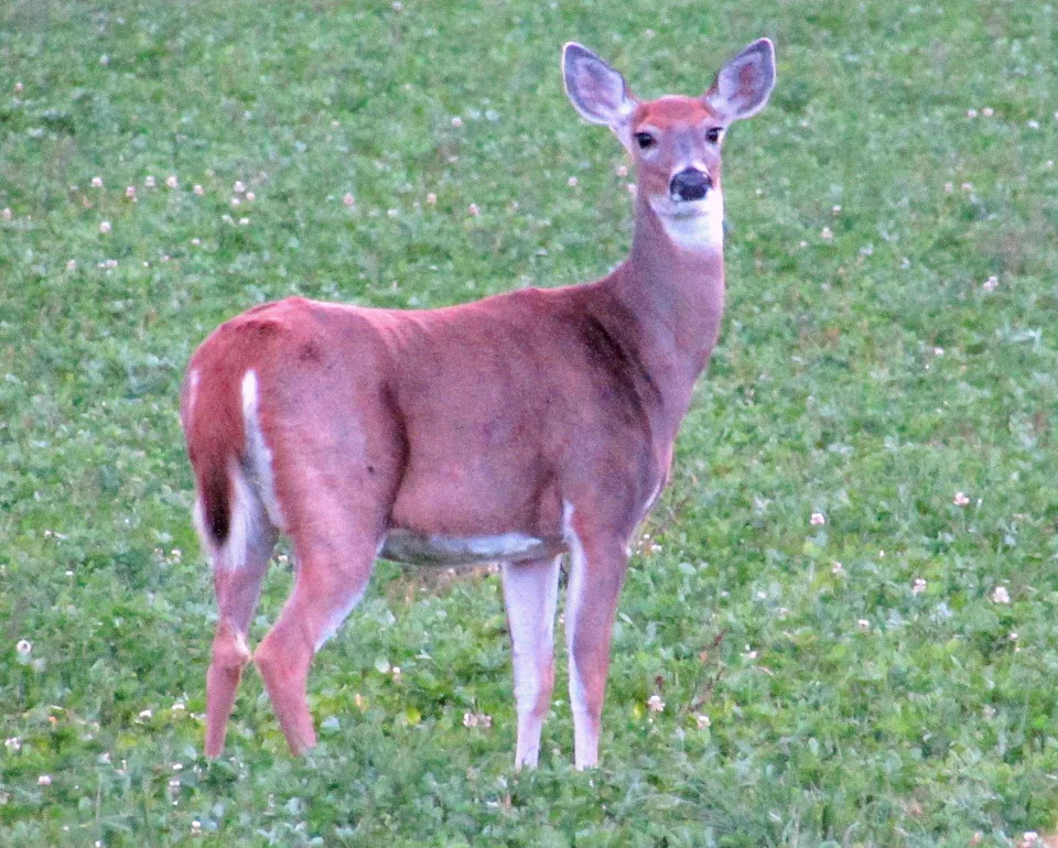 New state regulations will encourage a bigger harvest of antlerless deer in New York state, including an Earn-a-2nd-Buck system.