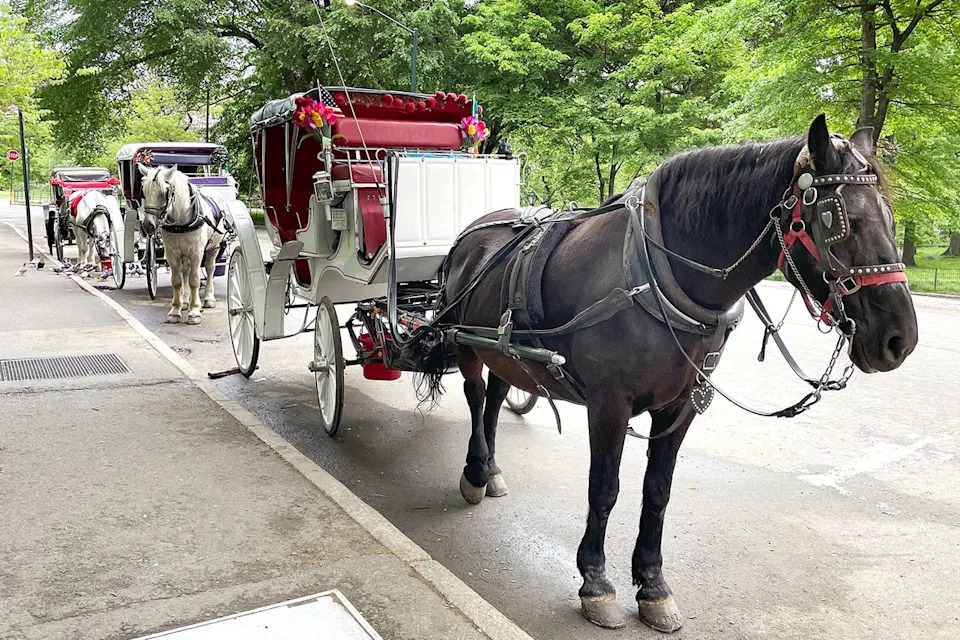 Carriage horses line one of the entrances to Central Park, N.Y.C.Credit: Deb Cohn-Orbach/UCG/Universal Images Group via Getty