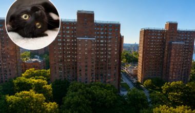 Sign:Bronx Man Accused of Throwing Family Cat Shadow From 15-Story Window to Death