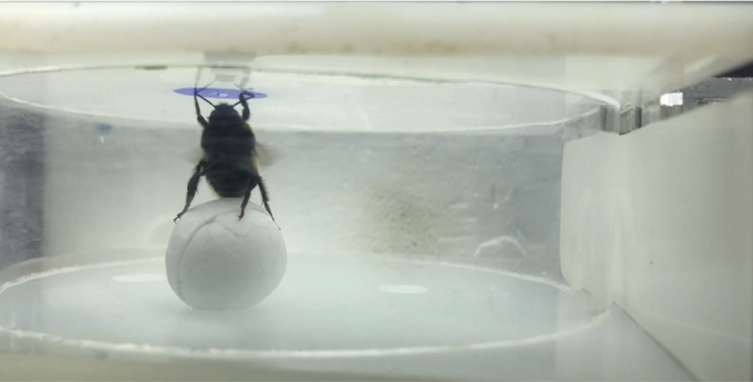 After learning that they could roll a ball and that there was a flower on the ceiling, the bees rolled the ball by themselves, climbed onto it, and drank the sugar solution from the flower. Still image captured from the experiment video. Image credit: Olli Loukola, University of Oulu.