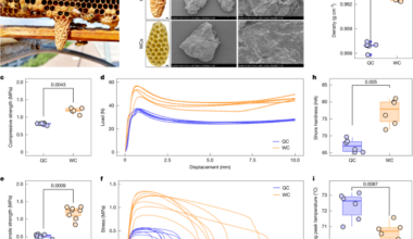 Queen cell architecture shapes honey bee queen development