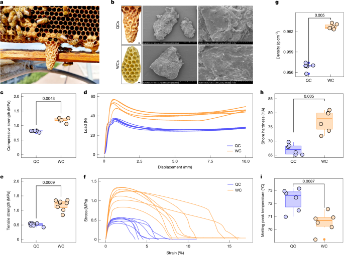Queen cell architecture shapes honey bee queen development