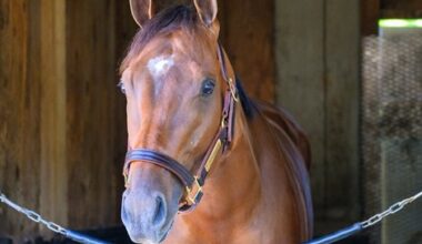 Kentucky Derby Stars Have a New York State of Mind