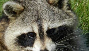 Meet New York City's Most Affluent Family of Raccoons