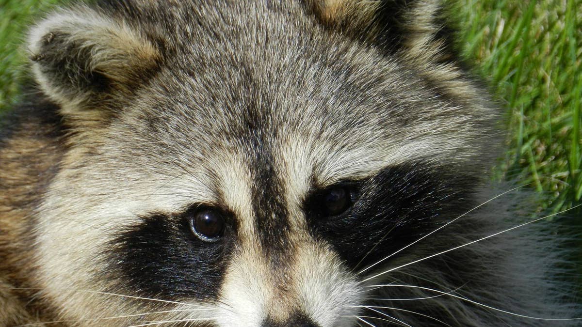 Meet New York City's Most Affluent Family of Raccoons