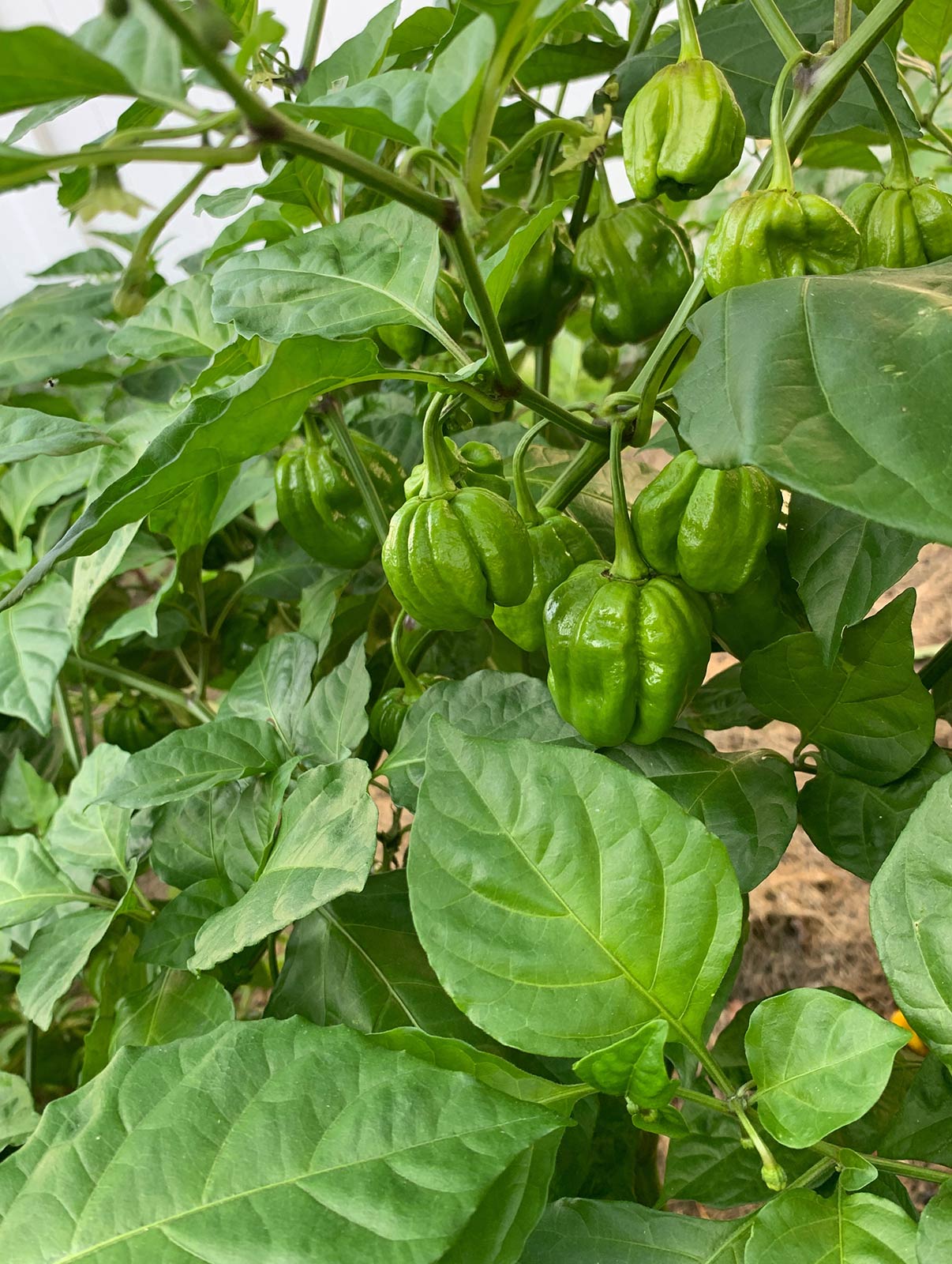  Scotch Bonnet peppers on the vine. © Brendan Miller