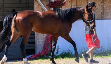 More than a dozen horses killed in New York barn fire