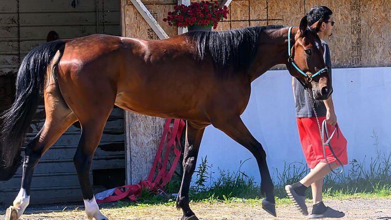 More than a dozen horses killed in New York barn fire