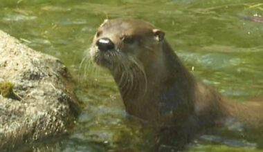 New otter settling into home at Zoo New York