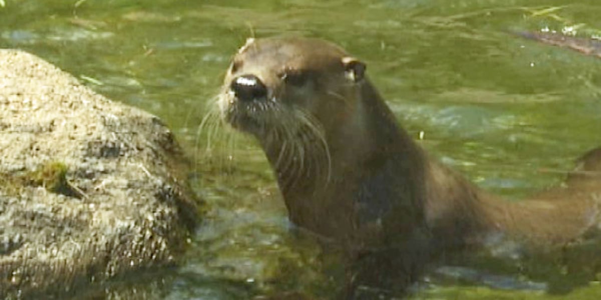 New otter settling into home at Zoo New York