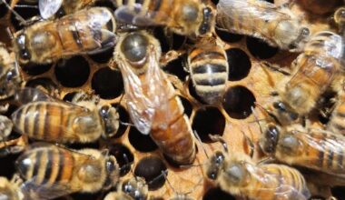 PLAN BEE: Making queens with good genetics | News