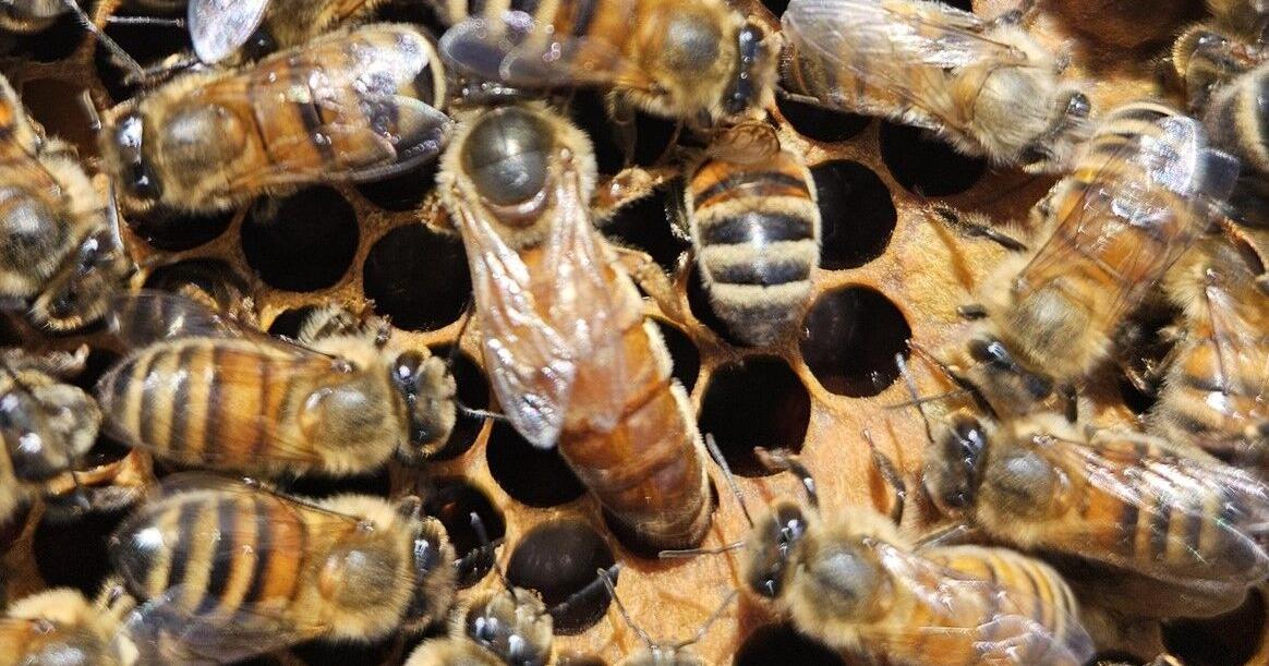 PLAN BEE: Making queens with good genetics | News
