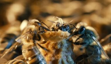 Queen bees have ‘royal court like Buckingham Palace’