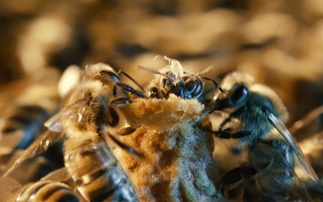 Queen bees have ‘royal court like Buckingham Palace’