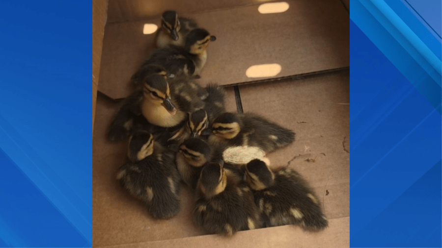 2 duck rescues performed in Queens and Long Island: see it
