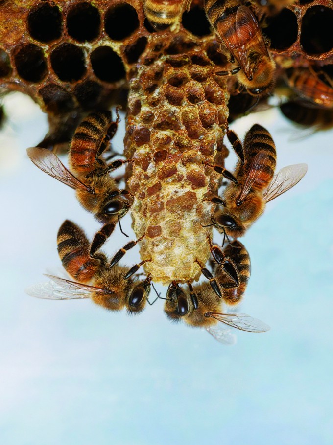 Honeybees were found to construct a specialized environment distinct from ordinary worker cells in order to raise a queen. The worker bees assigned to build queen cells also showed distinct characteristics. Image credit: Yu Fang, Chinese Academy of Agricultural Sciences.