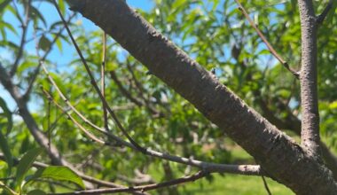 Farmers overwhelmed by crop loss following spring cold snap
