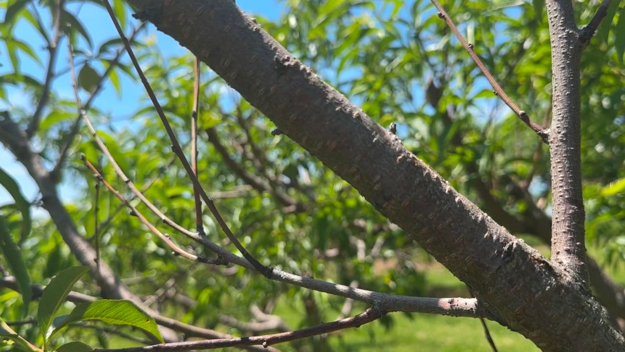 Farmers overwhelmed by crop loss following spring cold snap